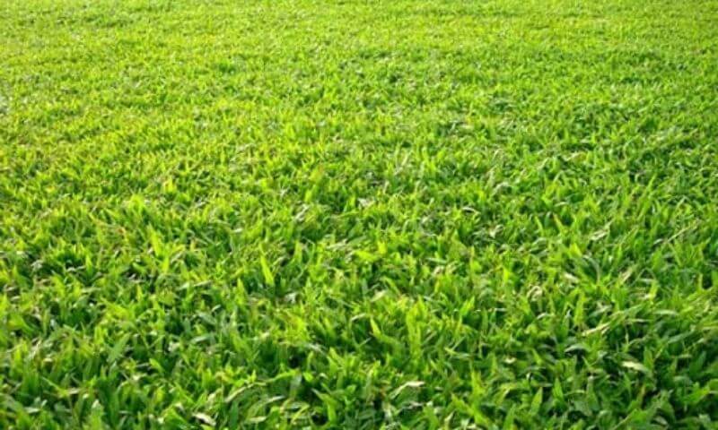 Phân loại loại cỏ trồng sân bóng đá