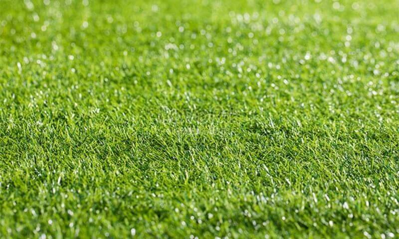 Ưu nhược điểm của những loại cỏ sân bóng đá phổ biến nhất hiện nay